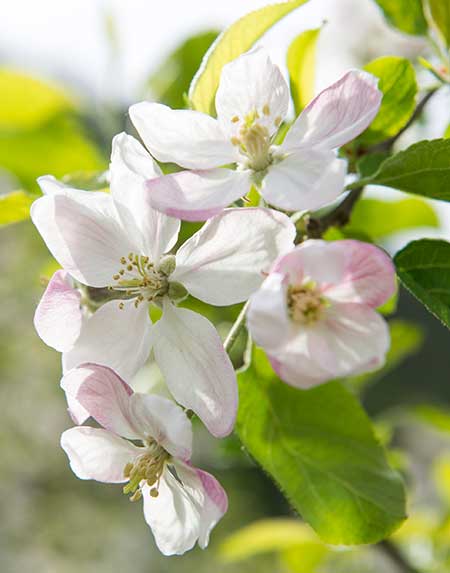 Frühling im Meraner Land